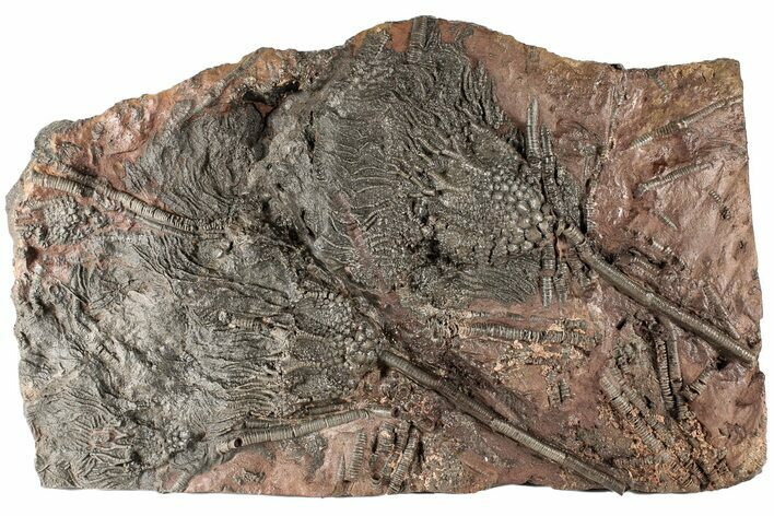 Silurian Fossil Crinoid (Scyphocrinites) Plate - Morocco #189916